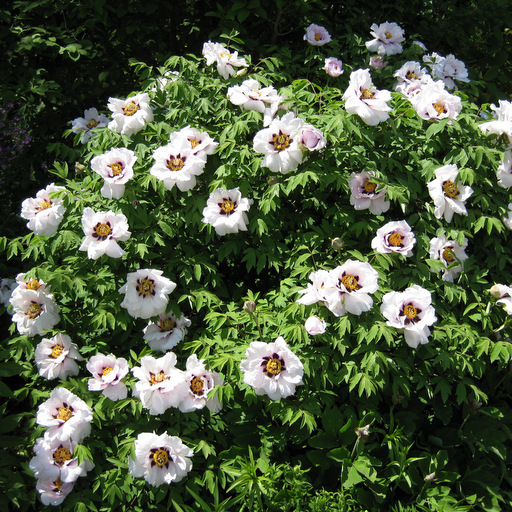 Paeonia